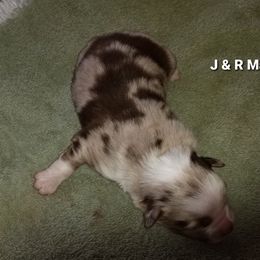 Miniature Australian Shepherd Puppies from KJs Rockin Aussies