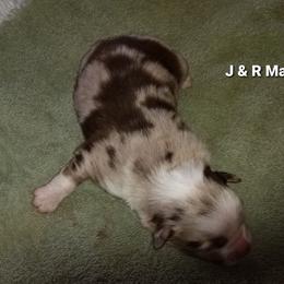 Miniature Australian Shepherd Puppies from KJs Rockin Aussies