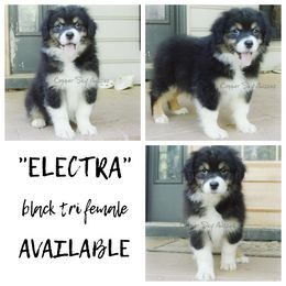 Electra - Black tri-color female Australian Shepherd puppy in Montpelier, Virginia from Copper Sky Aussies & Mini American Shepherds