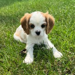 Cavalier King Charles Spaniel puppies from Country Cavapoos