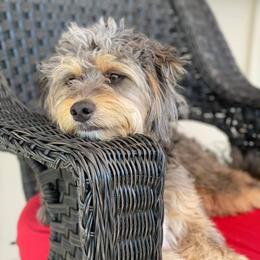 Aussiedoodle All Grown Up from Double E Doodles