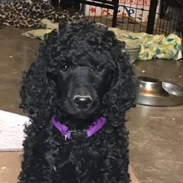 Poodle Puppies from Twisted Oak Poodles