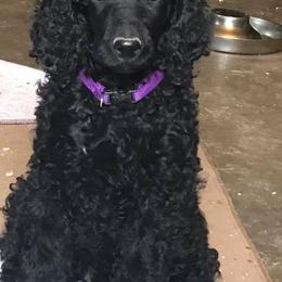 Poodle Puppies from Twisted Oak Poodles