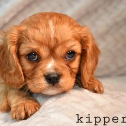 Cavalier King Charles Spaniel Puppies from Nine Mile Cavaliers