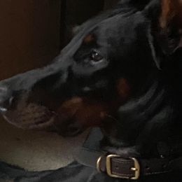 Doberman Pinschers from Agnes's Doberman Pinschers