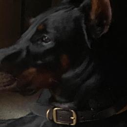 Doberman Pinschers from Agnes's Doberman Pinschers