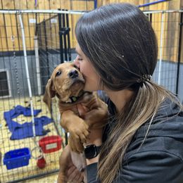 Green Boy - Wheaten blk nose male Rhodesian Ridgeback puppy in Colome, South Dakota from KB Ridgebacks and Dals, LLC