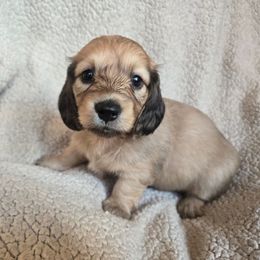 Hazel - Cream female Dachshund puppy in Eldon, Missouri from Pure Joy Dachshunds