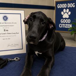 Eve - Black female Great Dane puppy in Brooksville, Florida from Follow My Lead Great Danes