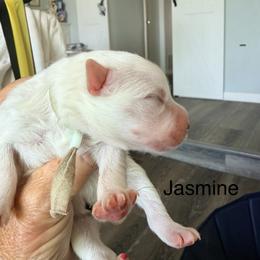 Jasmine - White female American Eskimo Dog puppy in El Cajon, California from Sesi’s Legacy Kennels