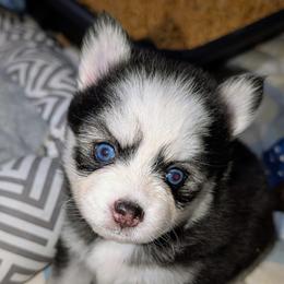 Brie - 2100 - Black and white female Pomsky puppy in Spring Hill, Florida from www.PuppyTimeEmporium.com