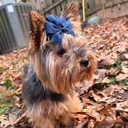 Lilly - Black and gold female Yorkshire Terrier puppy in Georgia from Nalley Kennels