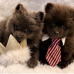 Pomeranians from Precious Poms