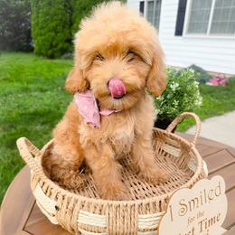 Sweet Pea goldendoodle - Apricot female Goldendoodle puppy in Harrisonburg, Virginia from Curlytail Doodles