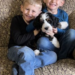 Bernedoodle and Cavapoo Puppies from Wonderful World Doodles