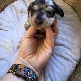Dapple longhair male - Dapple male Dachshund puppy in Manteca, California from Sweet and Low Dachshunds