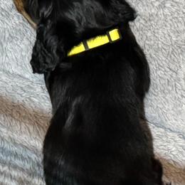 Peter (Yellow) - Black and tan male Dachshund puppy in Humble, Texas from Foley Dachshunds