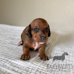 Rachel - Red female Dachshund puppy in Royse City, Texas from Truehearted Miniature Dachshunds