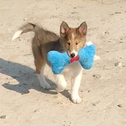 Collie puppies from Desert Kennels