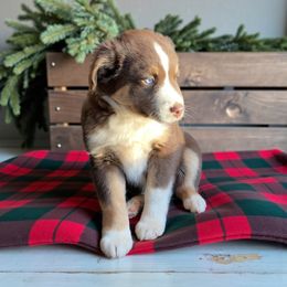 Frost - Red tri male Miniature Australian Shepherd puppy in Mountainburg, Arkansas from Stonehill Aussies