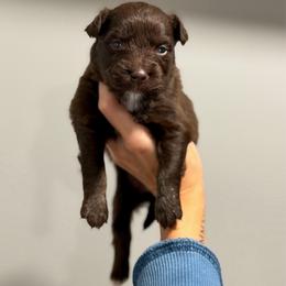 Bowser - Red tri-color male Australian Shepherd puppy in Tyner, Kentucky from Lil’ Town Aussies