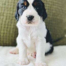 English Springer Spaniel Puppies from The Spaniel Garden