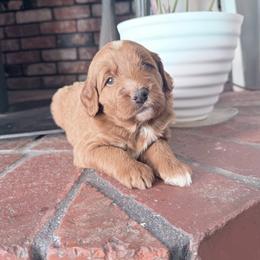 Royal - Red  male Goldendoodle puppy in Waterford, California from Alvdoodles