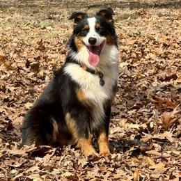 Australian Shepherd All Grown Up from S.I. Aussie