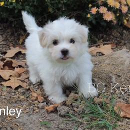 Cavapoo and Coton de Tulear Puppies from Big Gulch Puppies