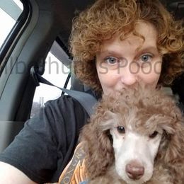 Poodle Puppies from Silberhund's Poodles