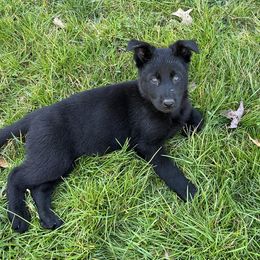 German Shepherds from Lucky Z Ranch