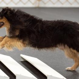 Australian Shepherd and Swedish Vallhund All Grown Up from SunFire Kennel