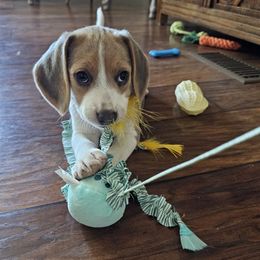 Pearl - Blue tan and white female Beagle puppy in Susanville, California from Homegrown Beagles