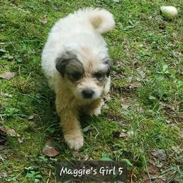 Girl 5 - White and badger female Great Pyrenees puppy in Nicholson, Georgia from Pony Trail Farm
