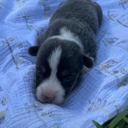 Jeb- natural bobtail - Blue male Pembroke Welsh Corgi puppy in Hope, Arkansas from Foxy Knoll Farm