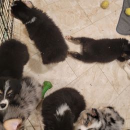 Australian Shepherd Puppies from Winsome Aussies