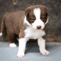 Girl 6 - White and red female Border Collie puppy in Shelbyville, Tennessee from C Horns Ranch Border Collies