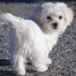 Ry - Maltese