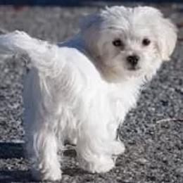 Ry - Maltese