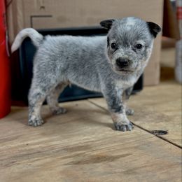 Boy 1 - Blue mottled male Australian Cattle Dog puppy in Hurley, Virginia from BoardCamp Kennels-AKC Australian Cattle Dogs