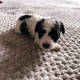 Poodle, Yorkipoo, and Yorkshire Terrier Puppies from Tuts Pups Cafe