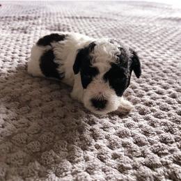 Poodle, Yorkipoo, and Yorkshire Terrier Puppies from Tuts Pups Cafe
