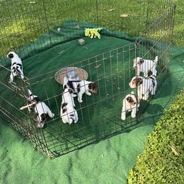 Wire Fox Terrier Puppies from CharLaDan