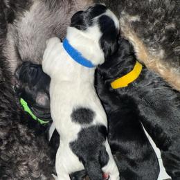 Male - Black and white male Bernedoodle puppy in Chattanooga, Tennessee from Scenic City Doodles