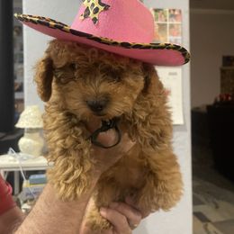 Pineapple - Red  female Poodle puppy in Manassa, Colorado from Cami’s Colorado Cuties