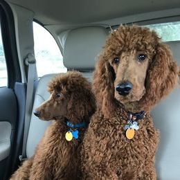 Poodles from Sawhorse Farm