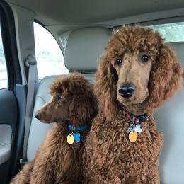 Poodles from Sawhorse Farm
