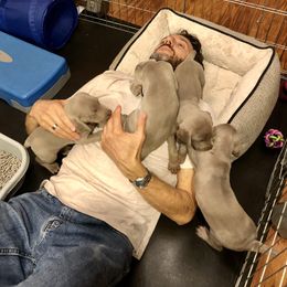 Weimaraner Puppies from Zauberhaft Weimaraners