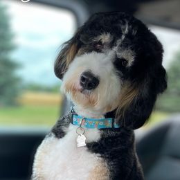 Bernedoodles and Goldendoodles from Point Breeze Doodles, LLC