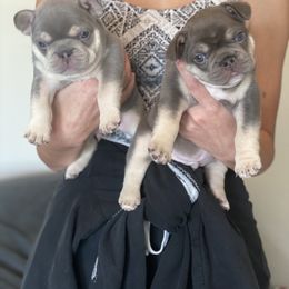 French Bulldog Puppies from Baby Bear Frenchies